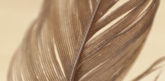 TBT: Original Thanksgiving & The Pequot War Of America